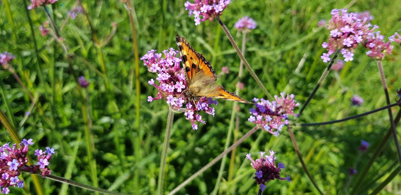Sommerfugl på blomst