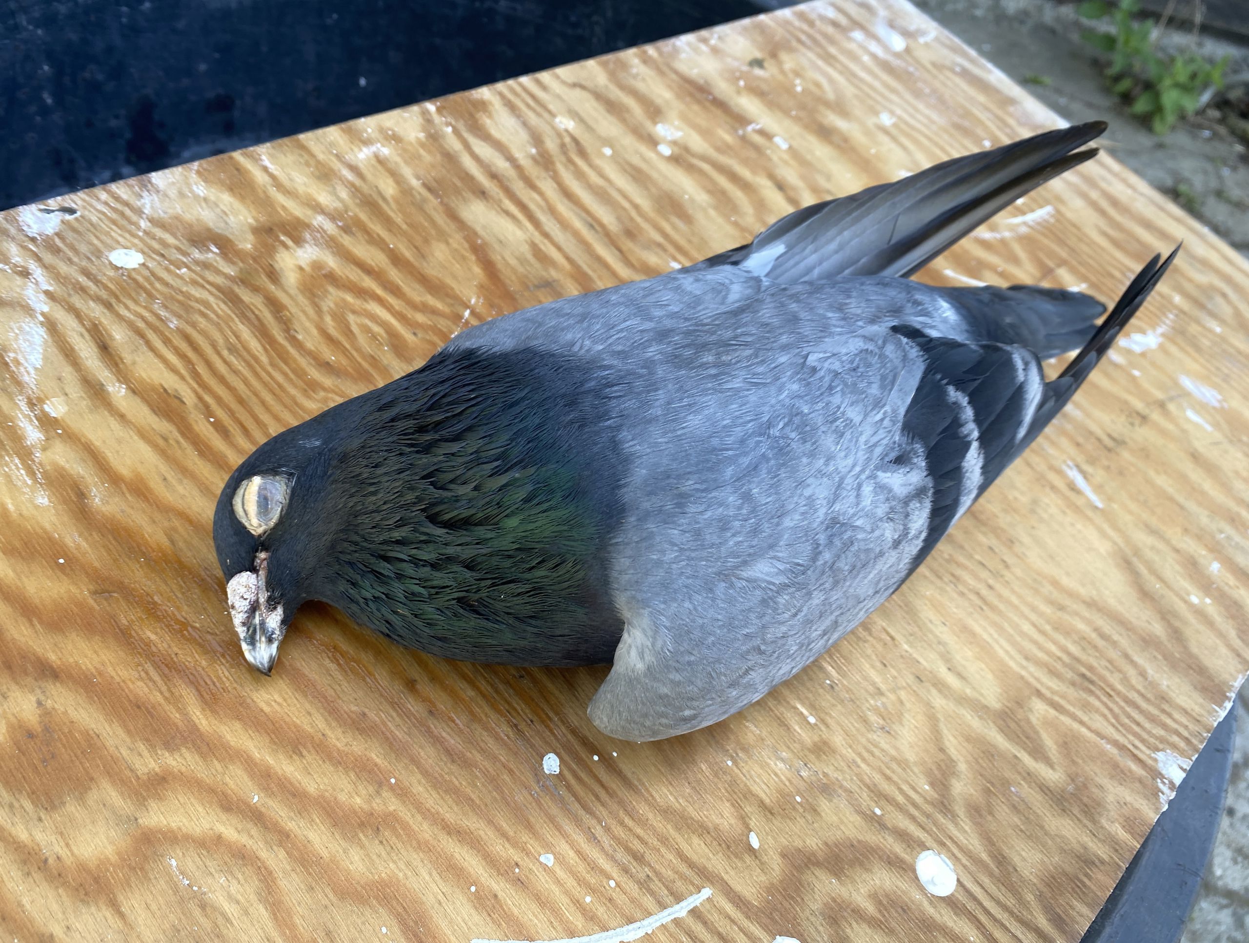 Død due