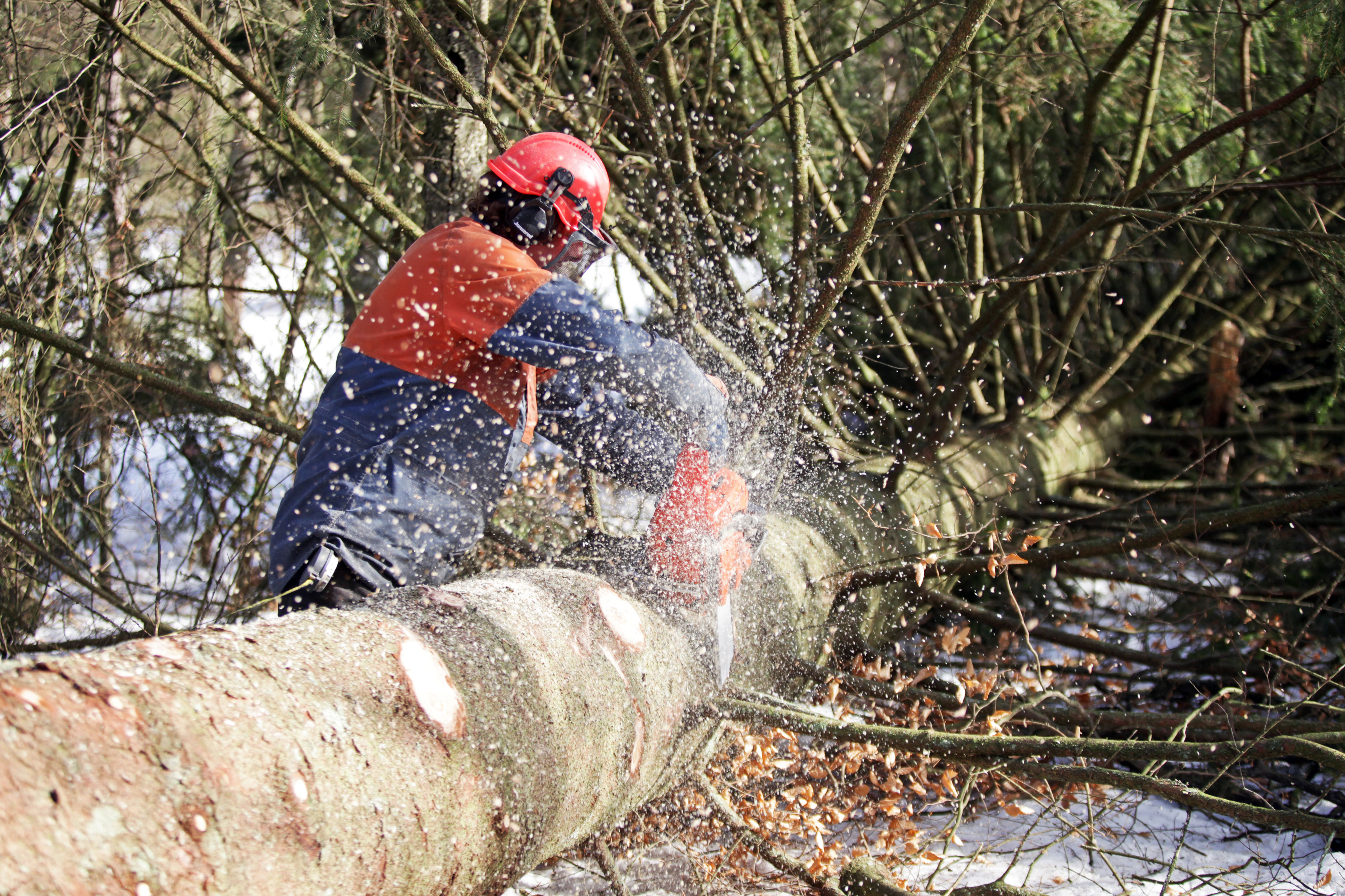 Skovarbejder saver træstamme med motorsav