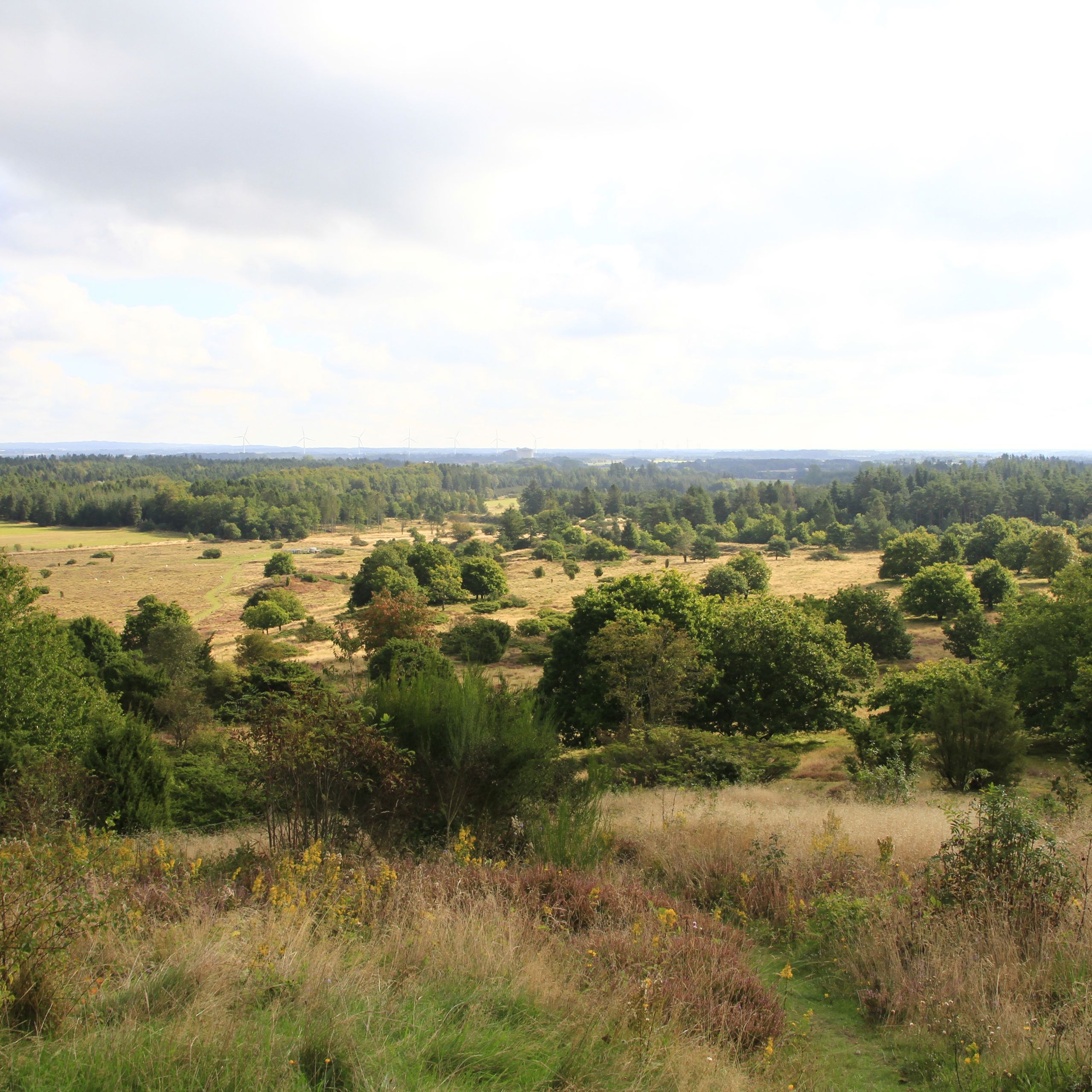 Udsigt over hedelandskab i Hammer Bakker
