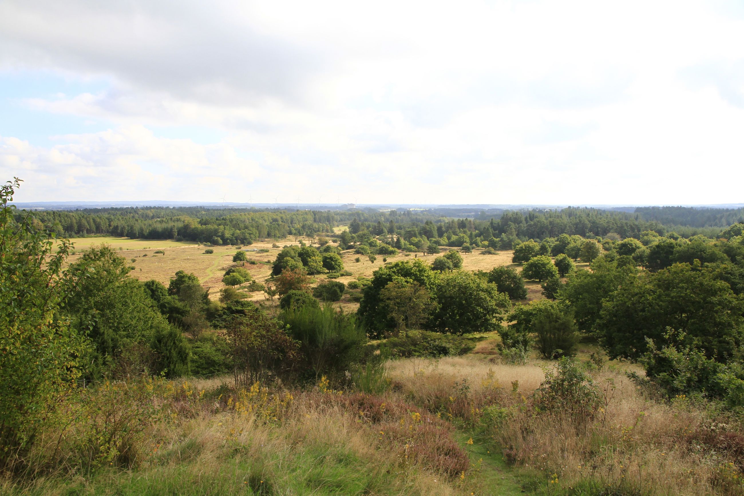 Udsigt over hedelandskab i Hammer Bakker