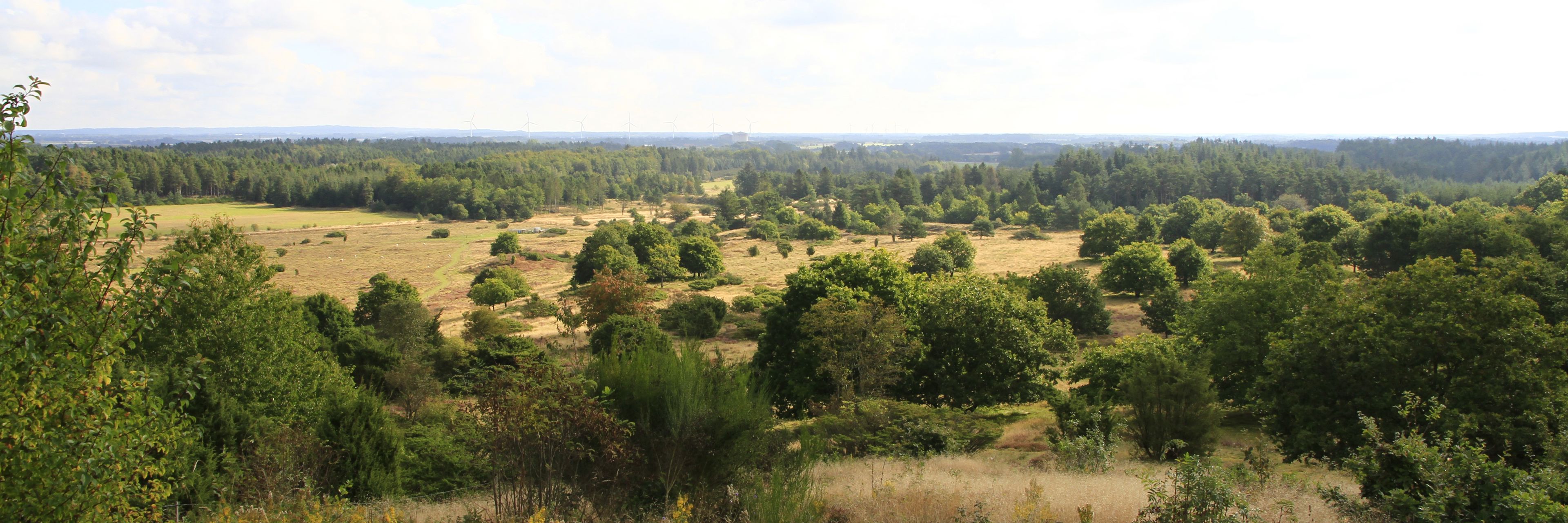 Udsigt over hedelandskab i Hammer Bakker