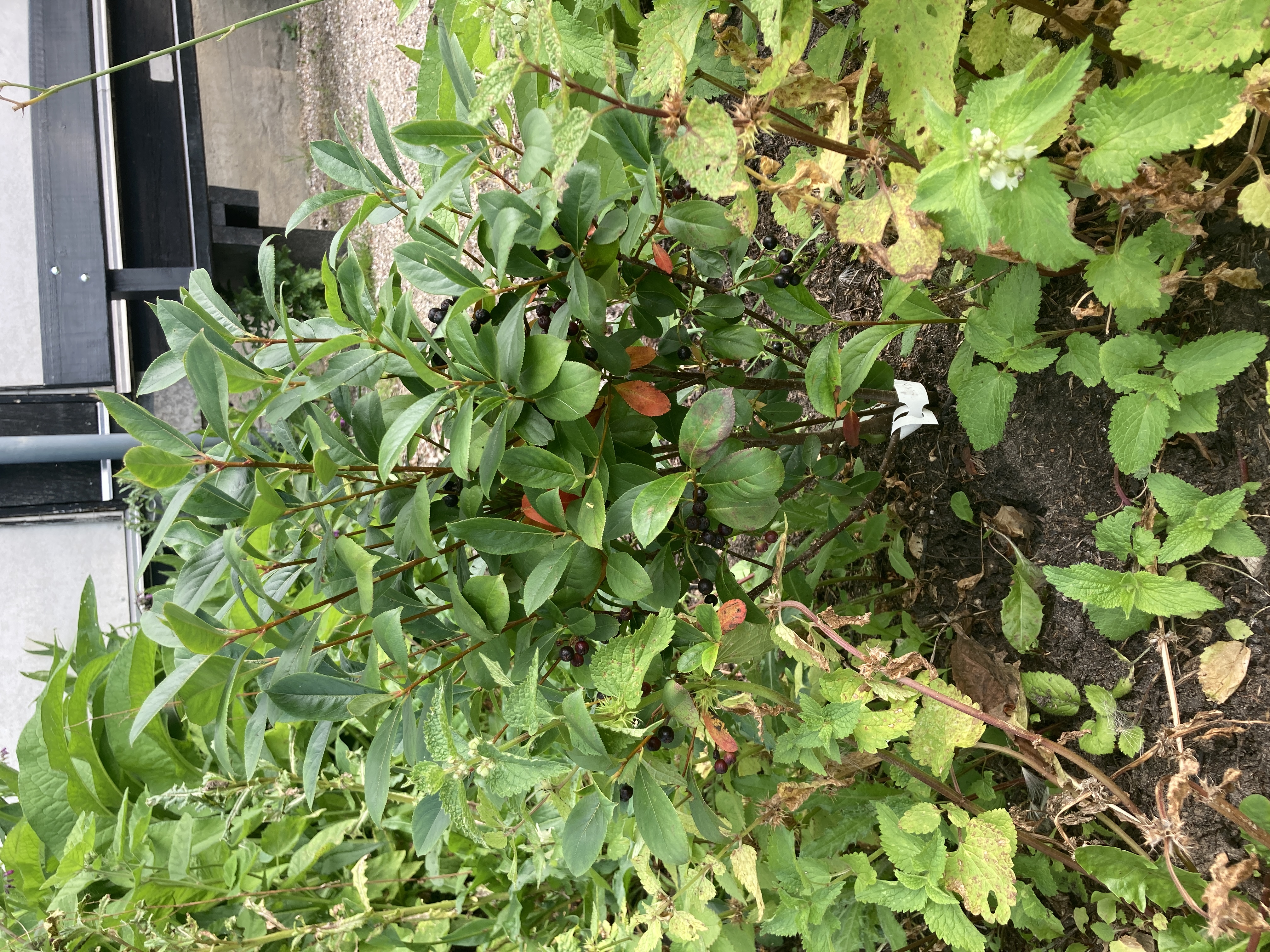 Surbær (Aronia)