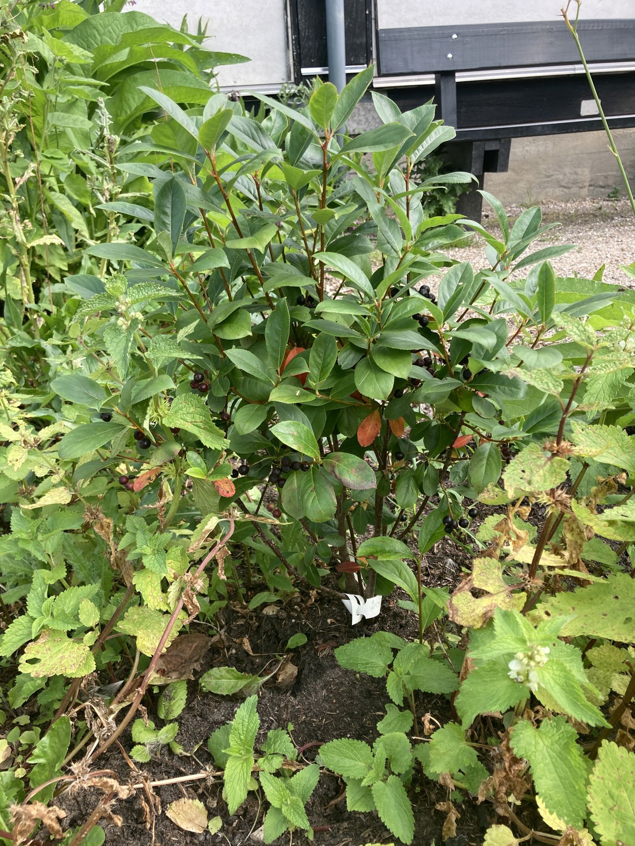 Surbær (Aronia)