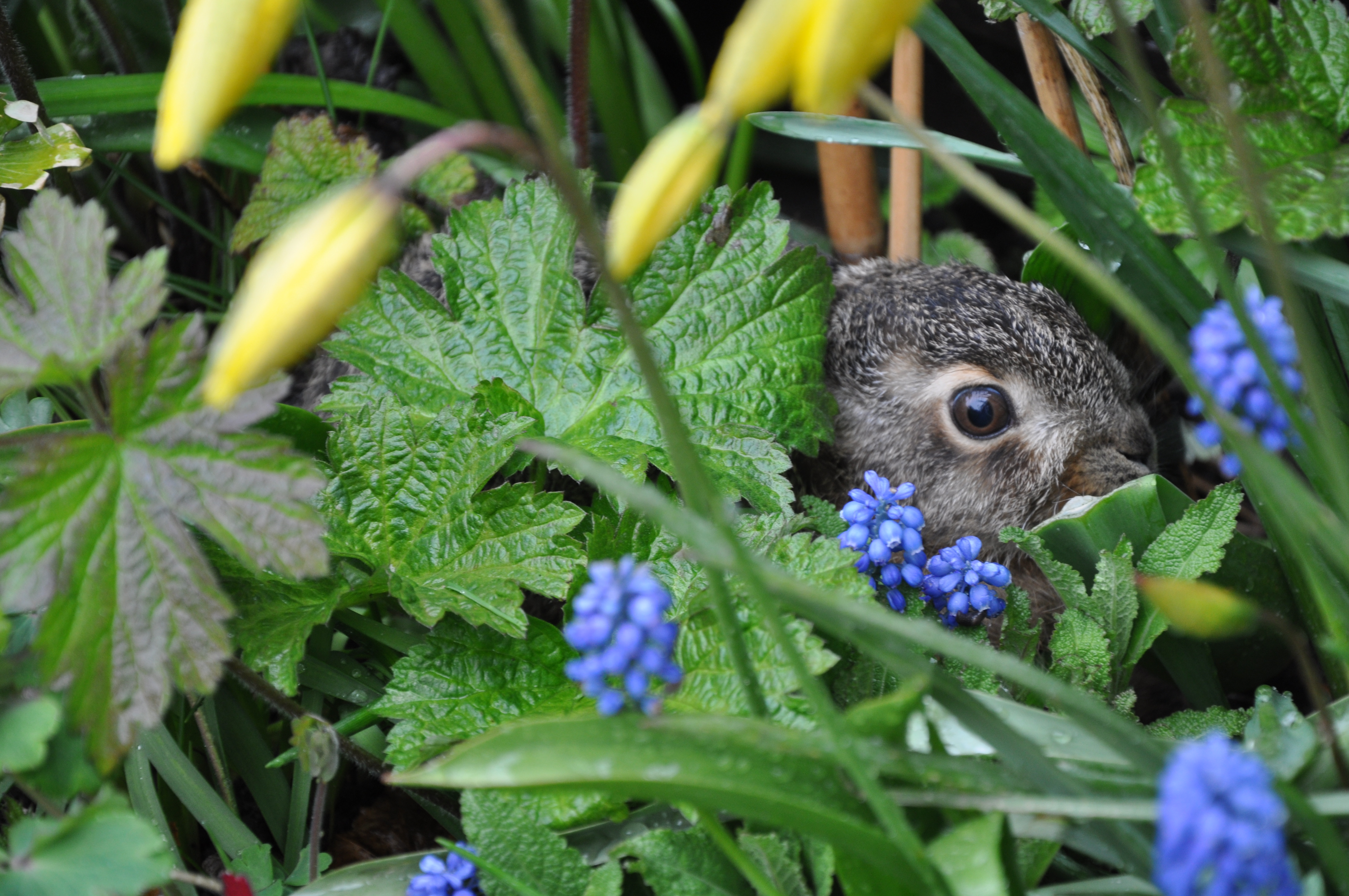 En hare skjuler sig bag blade.